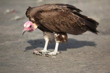 huge vulture on a beach
