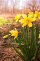 Crédence de cuisine en verre imprimé Narcisse Yellow daffodil flower