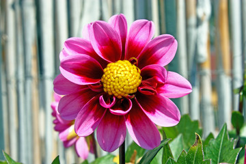 Pink flower, dahlia