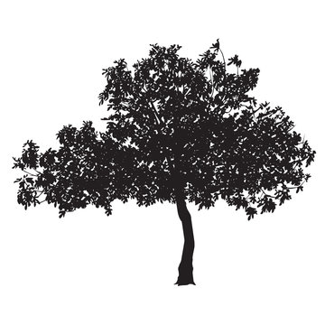 Fig tree silhouette