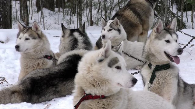 Hardy Sled Husky in the pack on leash close. Siberian Huskies sled dog waiting for the run. Sledding dogs on competition racing. Animal driven sleigh, lives of the in the North. 