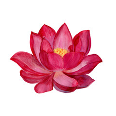 pink lotus watercolor illustration
