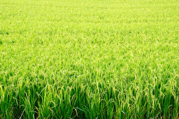 Fototapeta premium Agriculture. rice with warm sunlight.