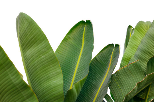 Fototapeta Banana leaf isolated on white background