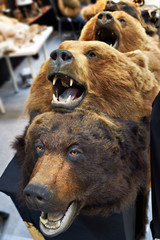 Fototapeta premium Head stuffed bears hunting trophy