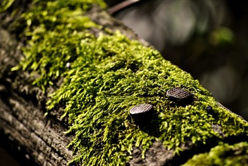nails on wood with moss