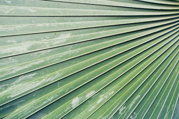 Sugar palm leaves texture and background