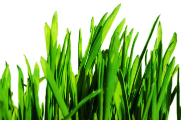 Fototapeta na wymiar Fresh green spring grass blades