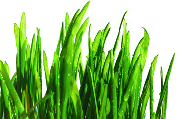 Fresh green spring grass blades