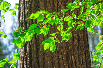 Obraz premium Linden branch