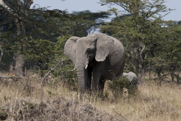 Fototapeta premium Kenya Africa