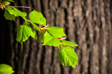 Obraz premium Linden branch