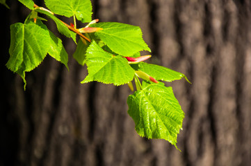 Linden branch