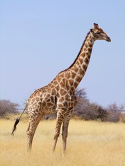 Giraffe in Etosha National Park, Namibia