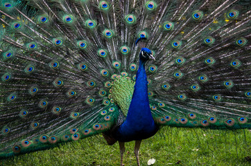 Obraz premium A beautiful male peacock showing its wheel in the act of courting the female, on the green grass of a public park