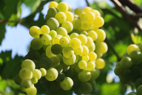 Bunch of white grapes