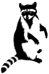 black and white linear paint draw raccoon illustration