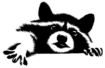 Obraz premium black and white linear paint draw raccoon illustration