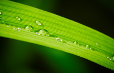 Green grass leaf with water drops
