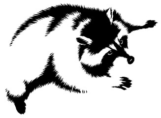 black and white linear paint draw raccoon illustration © Turaev