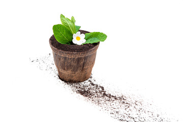 Chocolate dessert in the form of a flower pot with chocolate with biscuit and mint.