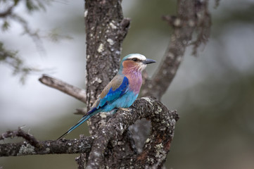 Kenya Africa