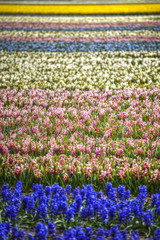 Blue Flowers