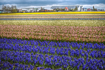 Blue Flowers