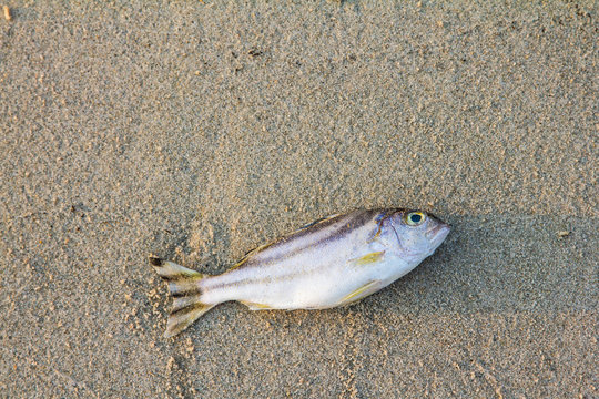 dead fish on the sand beach for background