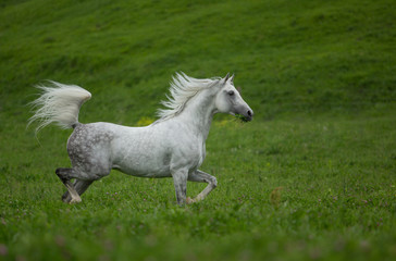 Arabian stallion in a meadow