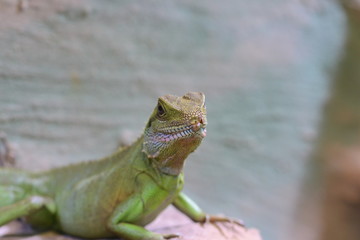 Echse