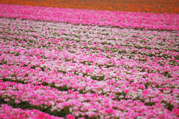 Beautiful bouquet of pink Tulips