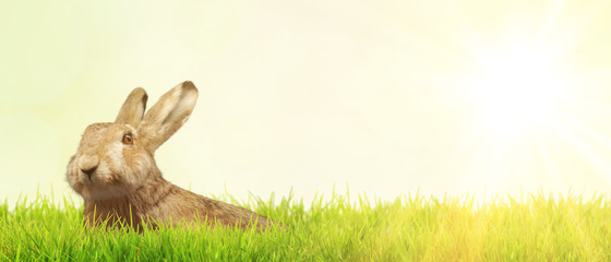 Frohe Ostern