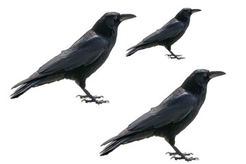 Krähen auf weissem Hintergrund