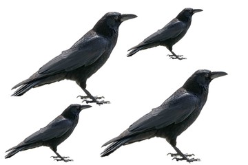 mehrere Krähen auf weissem Hintergrund