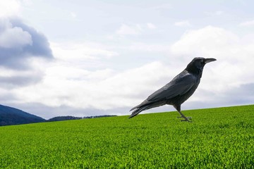 Krähe sitzt auf grüner Wiese-Feld