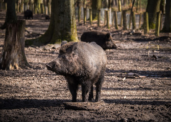 Wildschwein