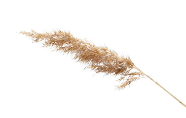 dry common bulrush, isolated on white background © dule964