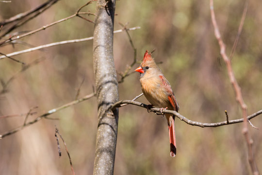 Female Cardinal in Tree