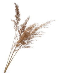 dry common bulrush, isolated on white background © dule964