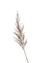 dry common bulrush, isolated on white background