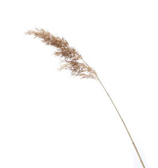dry common bulrush, isolated on white background © dule964