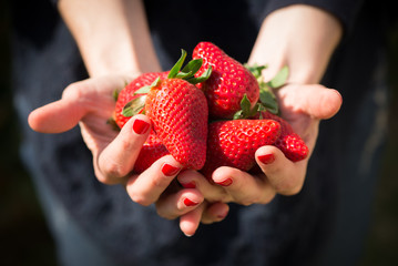 Woman hands holding fresh strawberries, red nails, dark clothes.