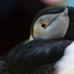 Papageintaucher im Naturkundemuseum in Heimaey