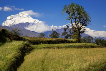 Dhaulagiri mit Reisfeld 