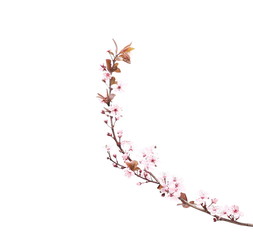 Plum blossom branch, isolated on white background

