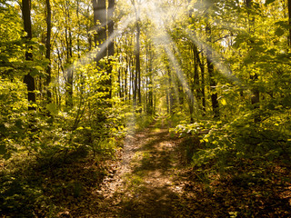 Sun rays shining through the trees and on the path