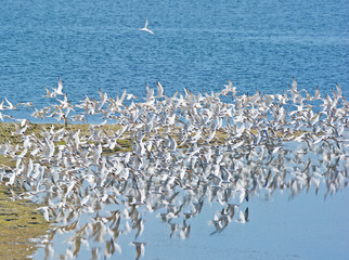 Flock of Arctic Terns in Flight