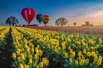 Foto op Plexiglas Hot air balloons hovering over tulips © FreebillyPhotography