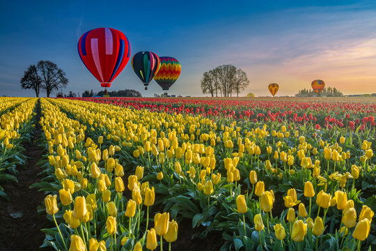 Hot air balloons hovering over tulips